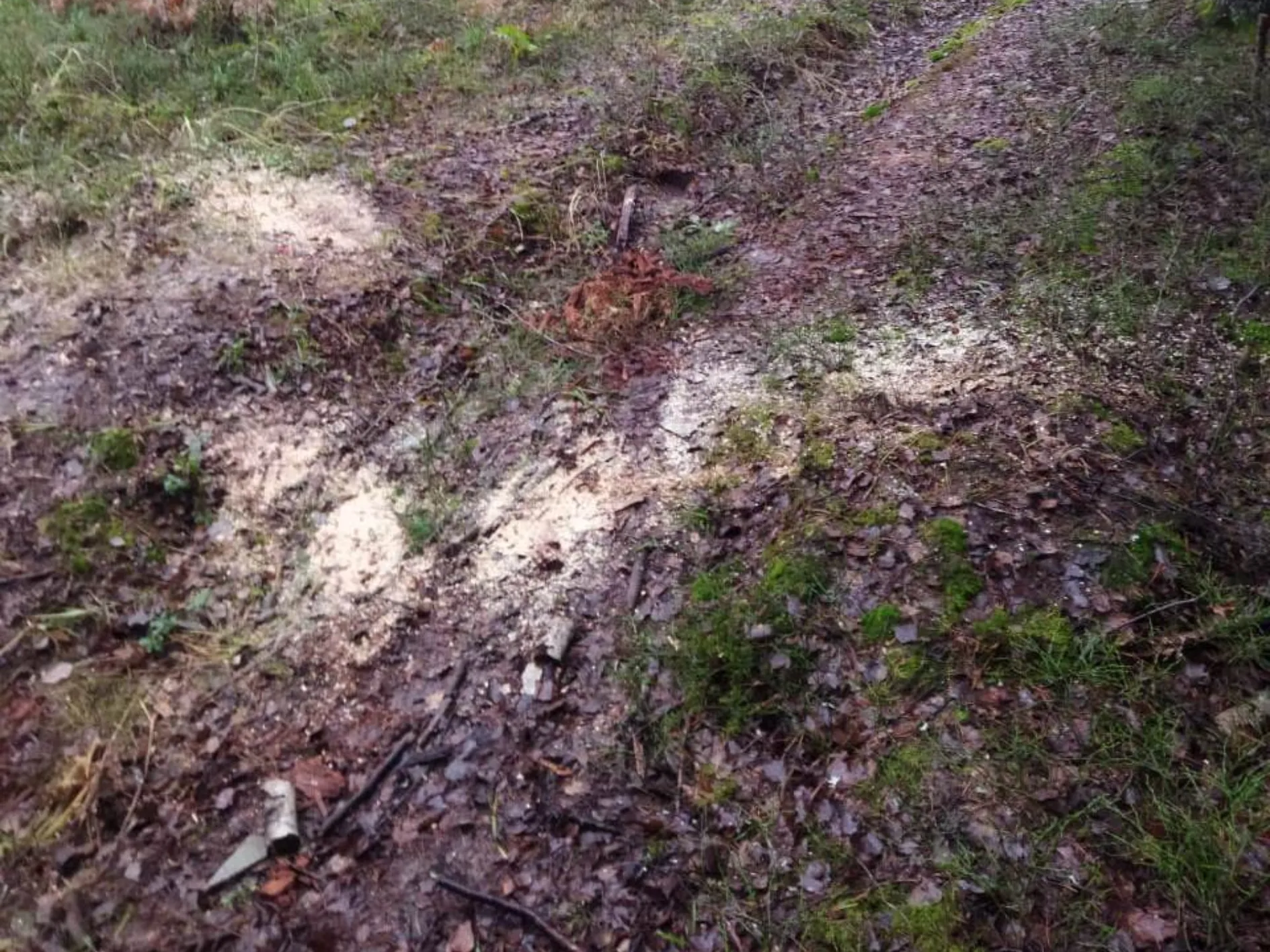 Фото: ГКУ МО «Мособллес»