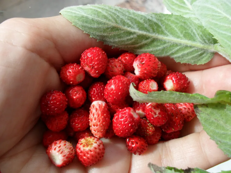 Фото: pxhere.com