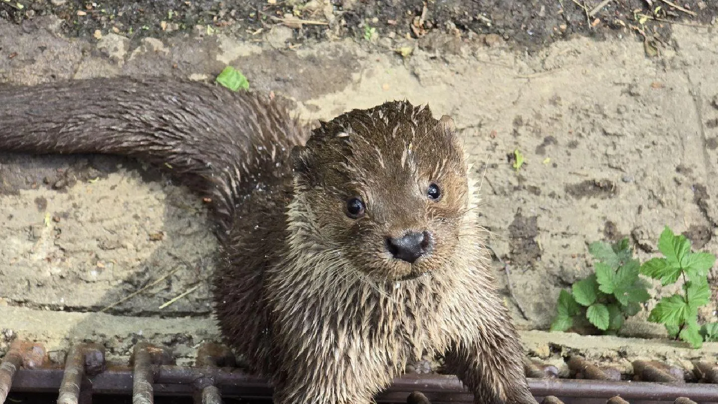 МедиаБанк Подмосковья/Яна Шаливская