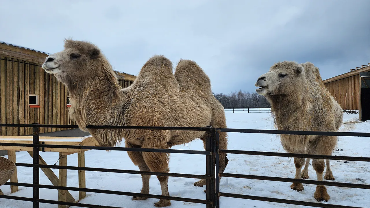 МедиаБанк Подмосковья/Александр Степушкин