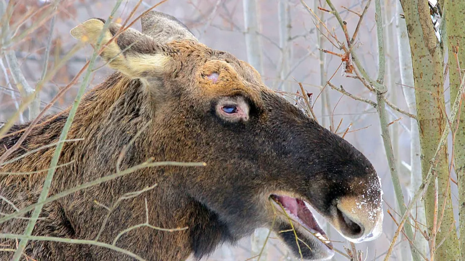 Фото: losinyiostrov.ru