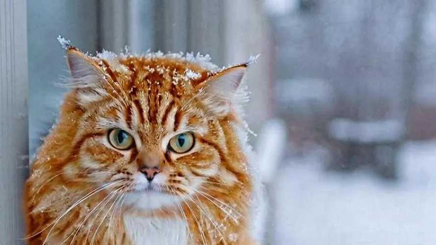 REGIONS/Сгенерировано нейросетью