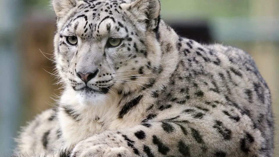 Фото: istockphoto.com/RobFranklin