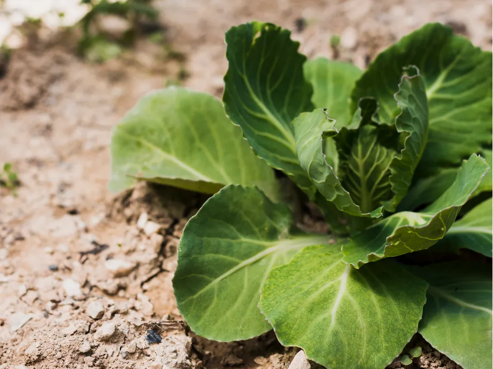 Фото: freepik.com