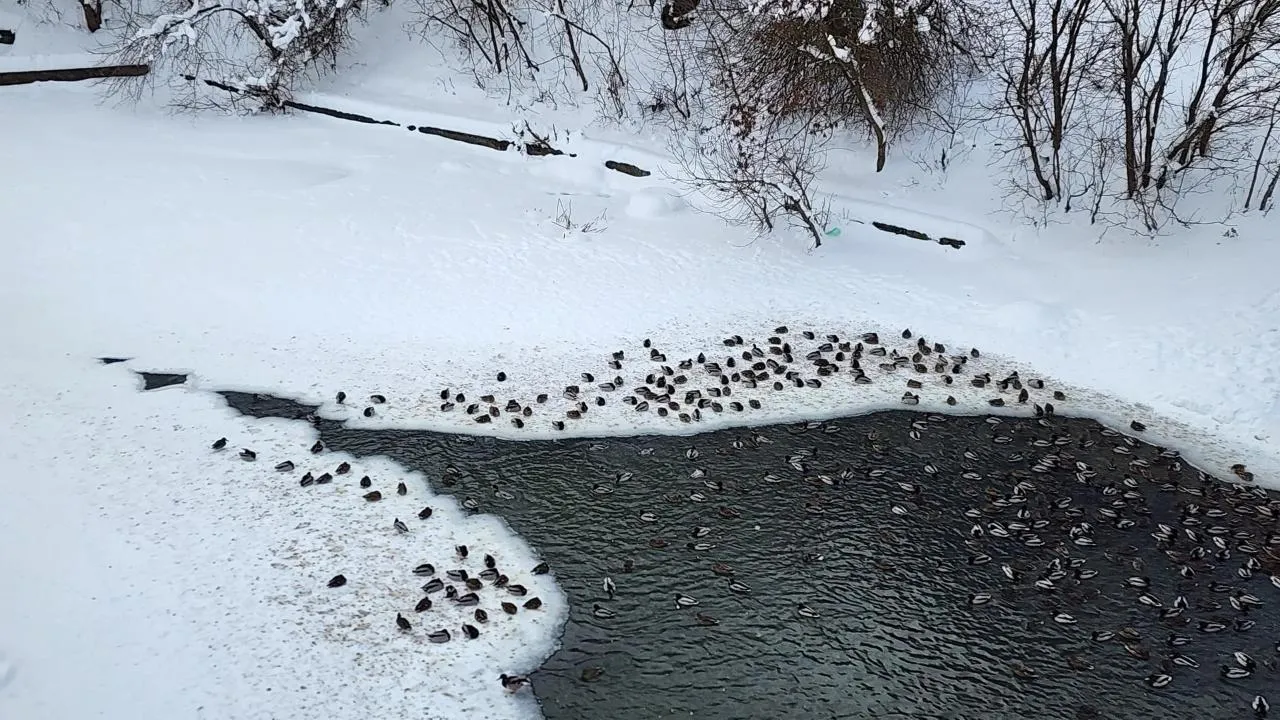 МедиаБанк Подмосковья/Валентина Максимова