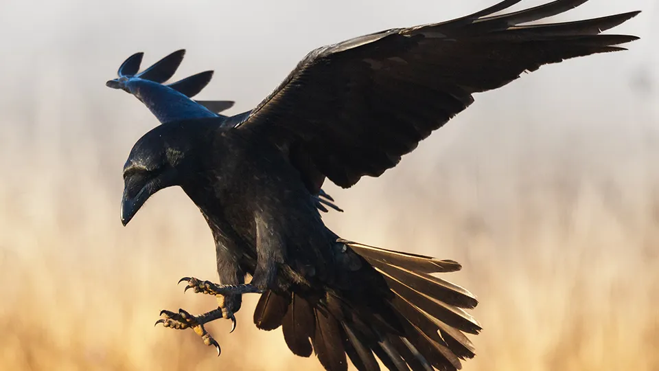 Фото: istockphoto.com/nieudacza