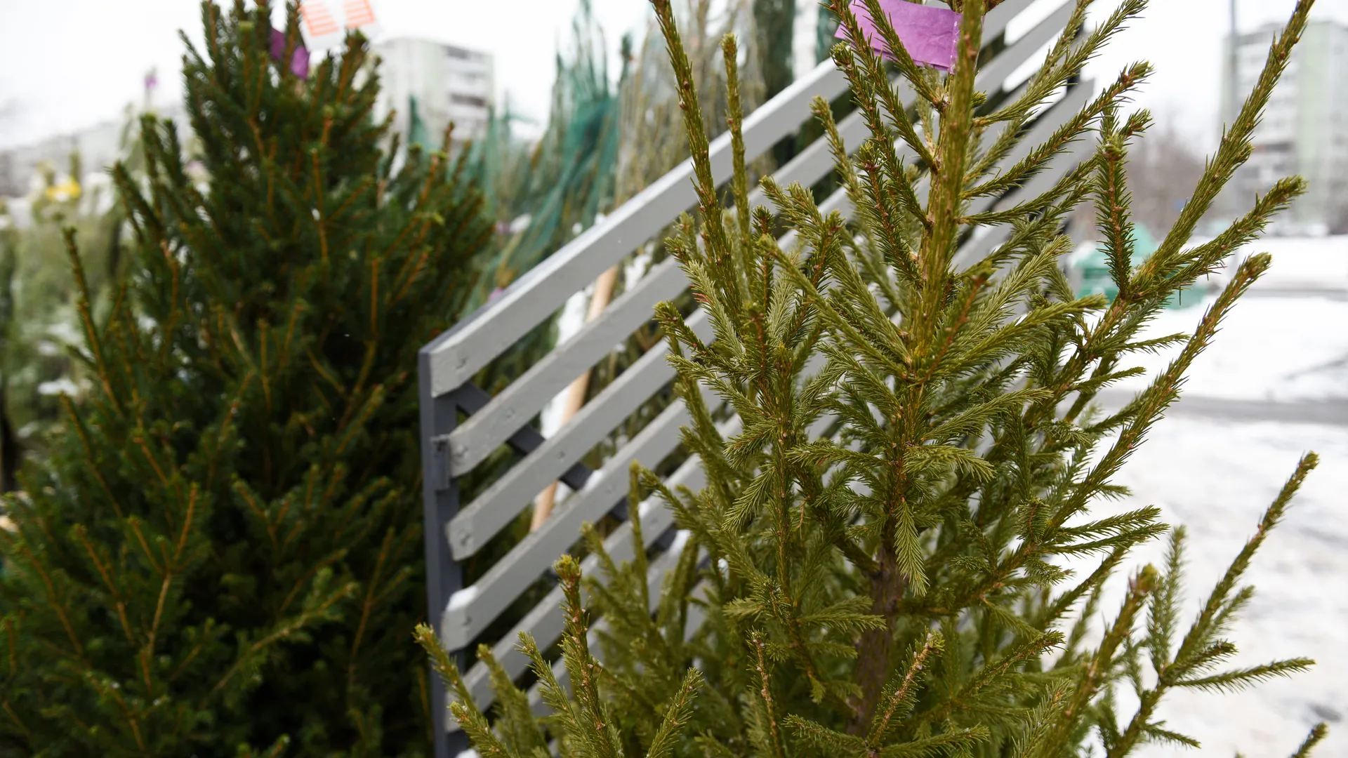 Елочные базары в Москве