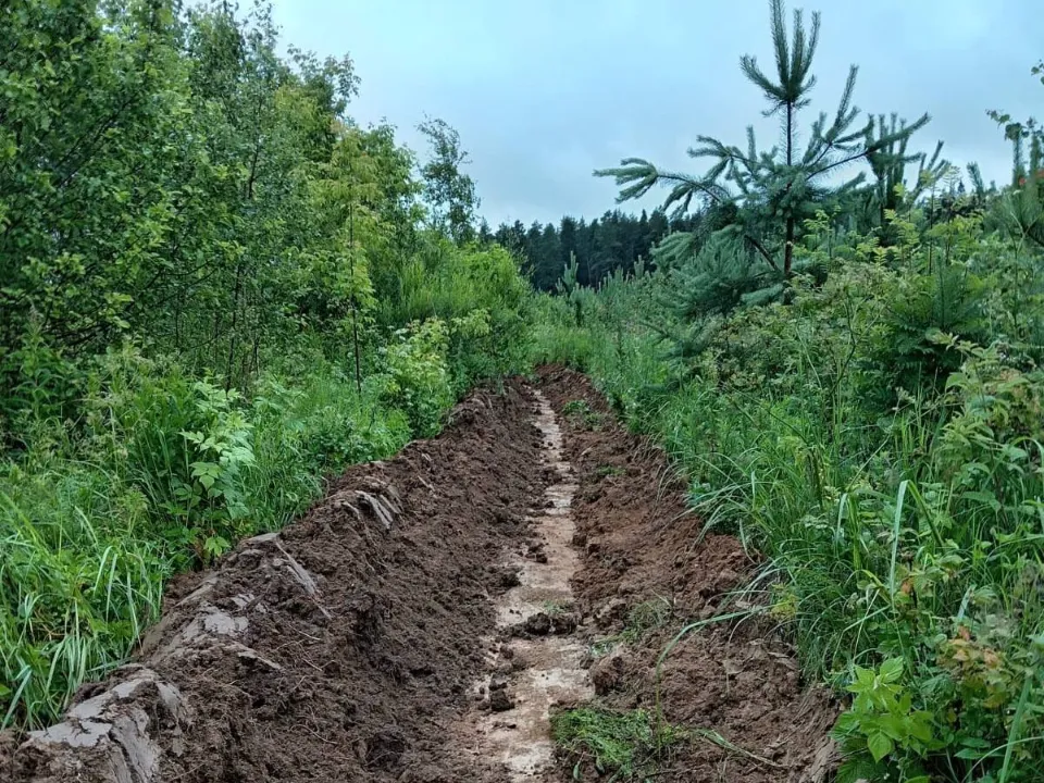 Фото: Звенигородское лесничество