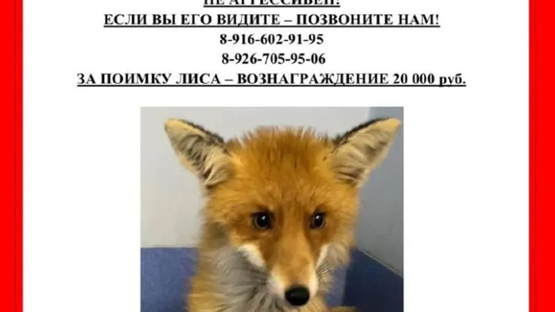 За сбежавшего от ветеринаров чеховского лиса Элвина объявлено вознаграждение