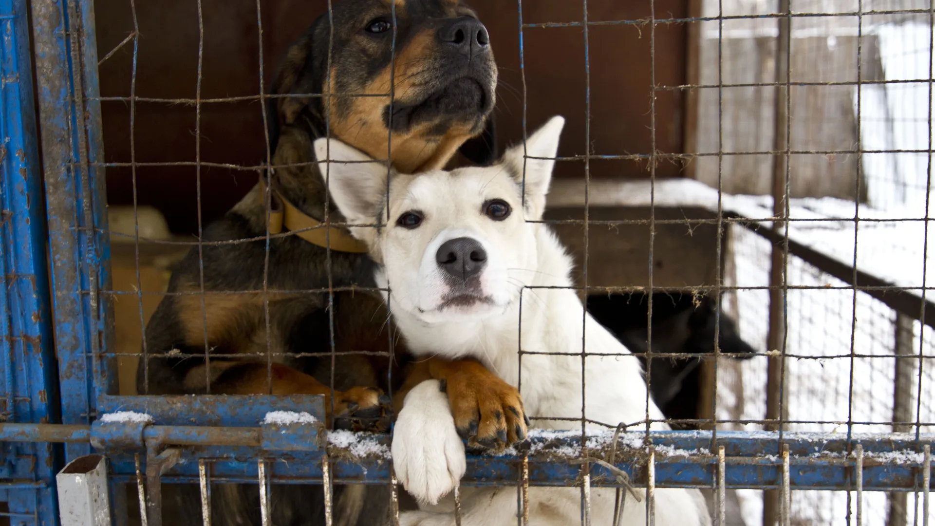 В Омской области расширили карантинные зоны из-за бешенства