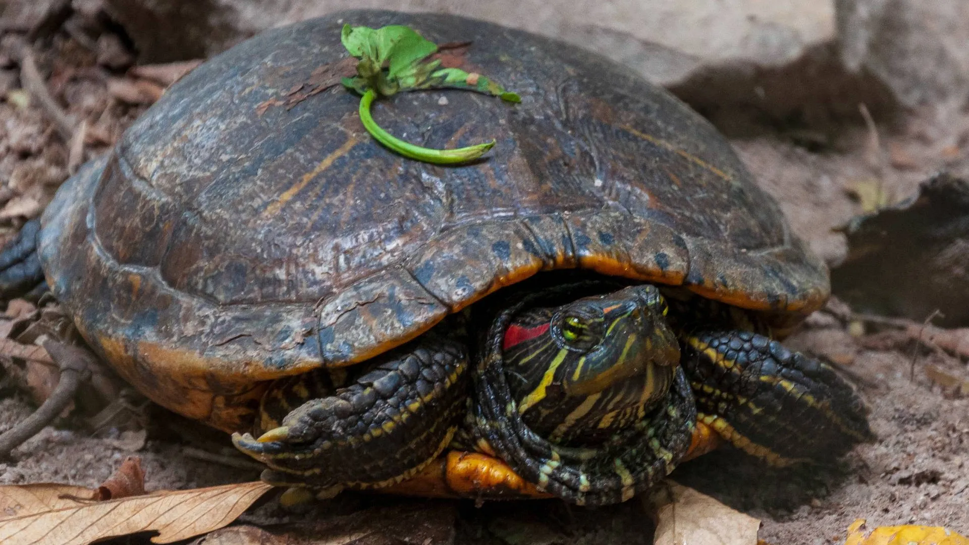 Фото: freepik.com