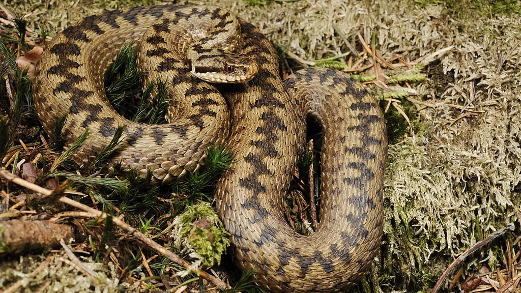 Фото: https://ru.wikipedia.org/