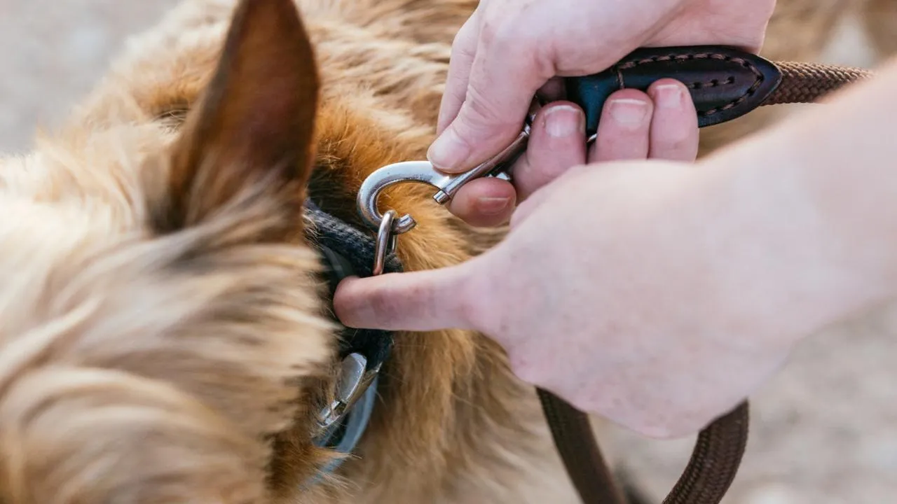 Сердцу не прикажешь, а закон — обяжет: хвостатую пару из Электрогорска хотят вернуть на поводок