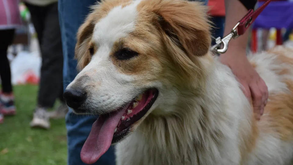 Фото: МедиаБанк Подмосковья/Алена Притула