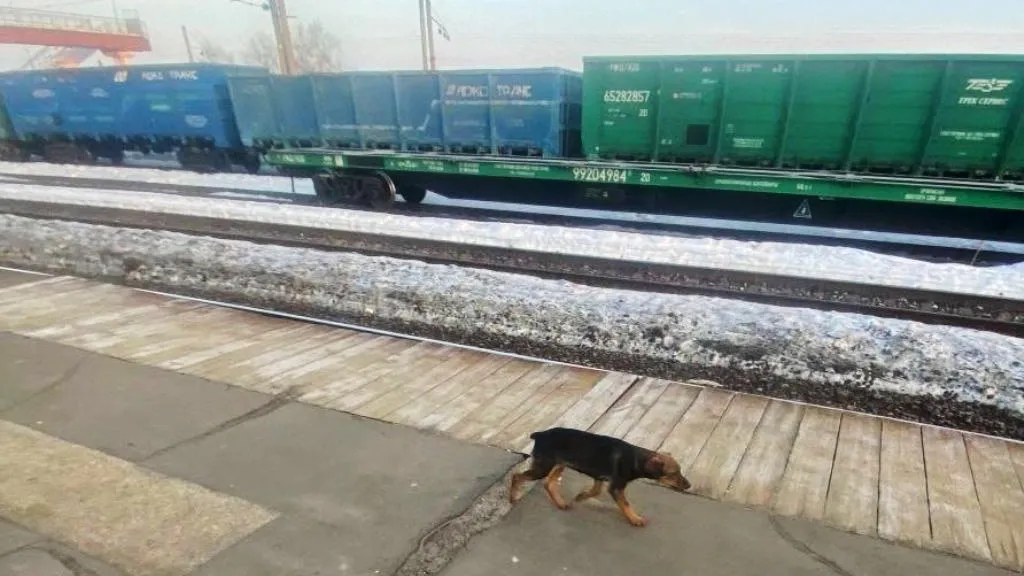 Бездомные животные Каширы и не только Каширы