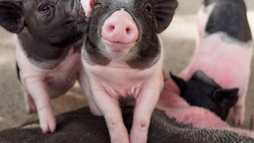 Фото: istockphoto.com/PattayaPhotography