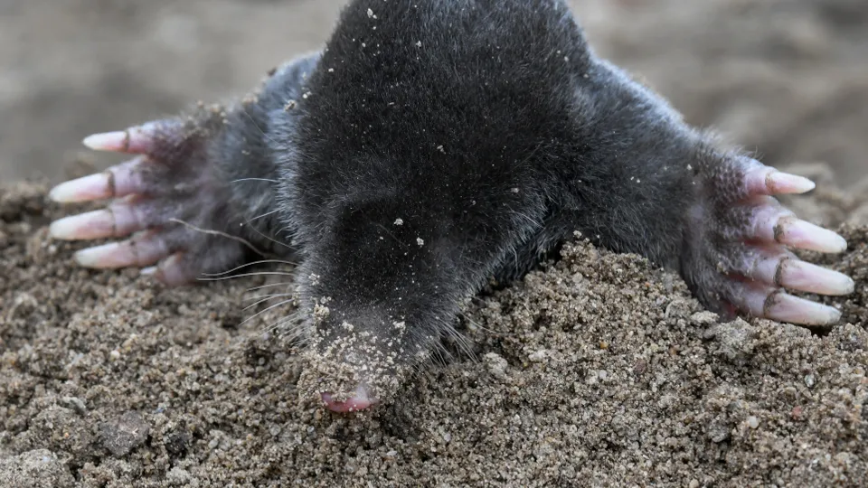 Фото: TASS/DPA/Patrick Pleul