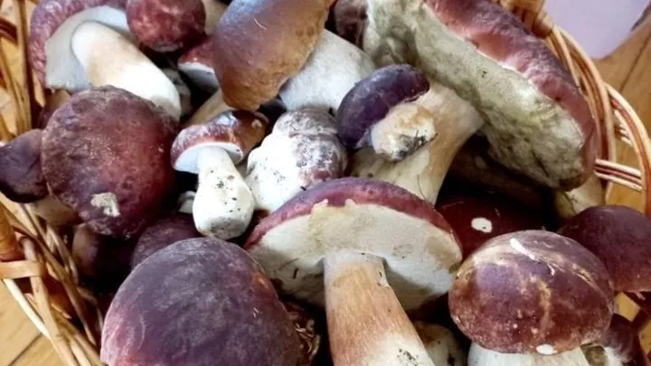 Фото: Дмитрий Мелехин