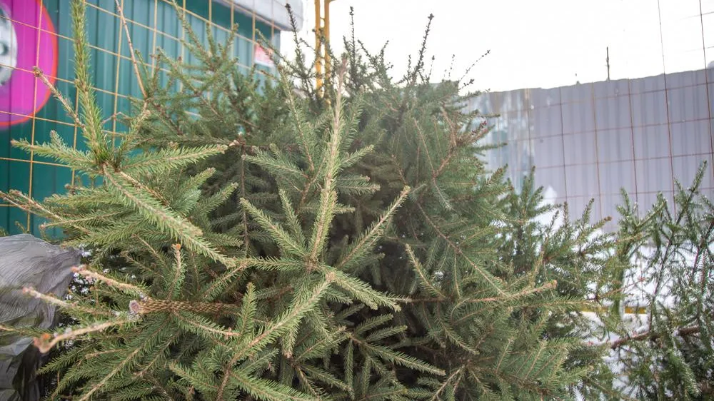 Фото: пресс-служба администрации Одинцовского городского округа