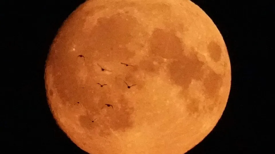 Фото: МедиаБанк Подмосковья/Леонова Дарья