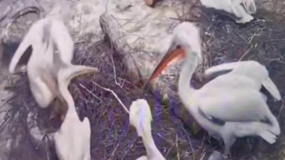 Фото: Центр воспроизводства редких видов животных