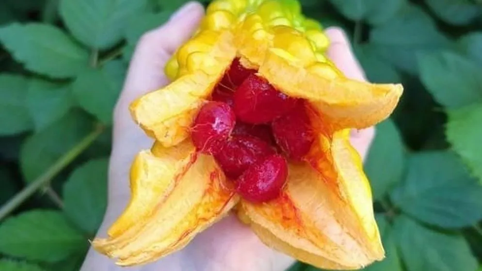 Фото: Администрация городского округа Истра / ВКонтакте