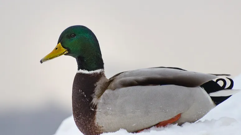 Фото: Министерство экологии и природопользования Московской области