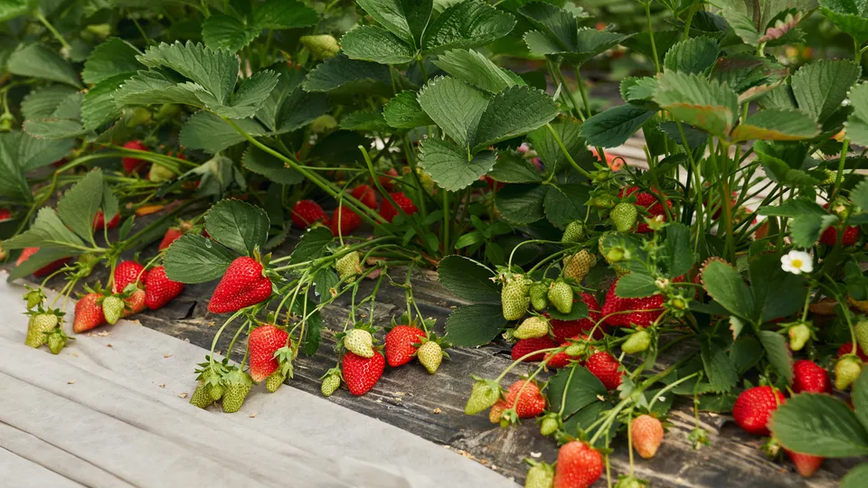 Фото: freepik.com