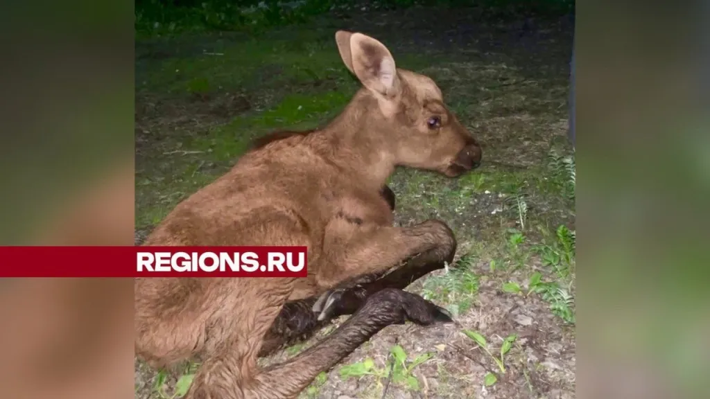 Фото: Алина Мушуманская