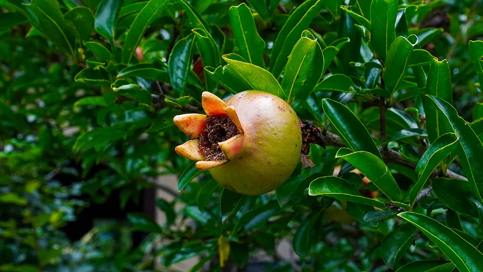 Фото: istockphoto.com/Korekore