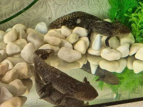 Фото: городская доска объявлений&nbsp;