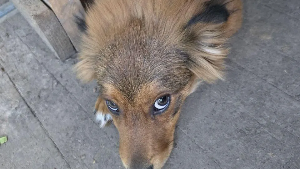 Фото: пресс-служба администрации г.о. Долгопрудный