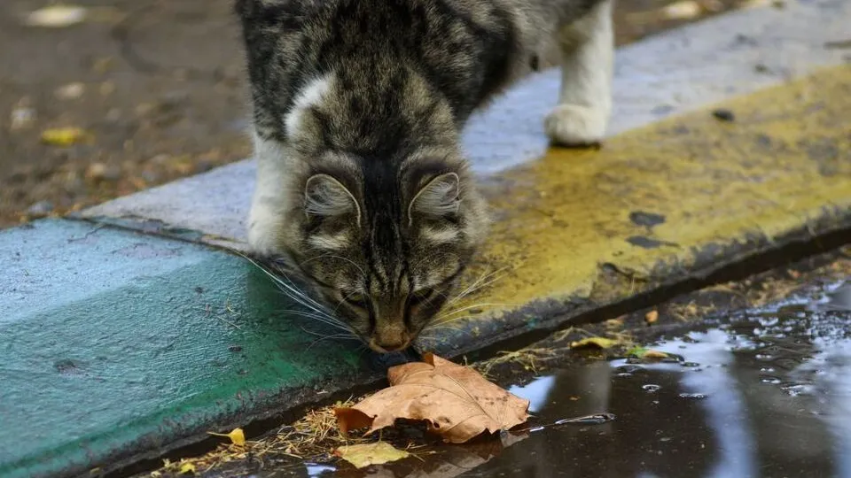 Фото: медиасток.рф