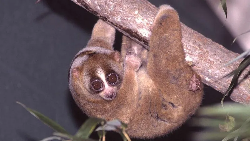 Семь лори, изъятые в Шереметьево, проходят реабилитацию в благотворительном фонде