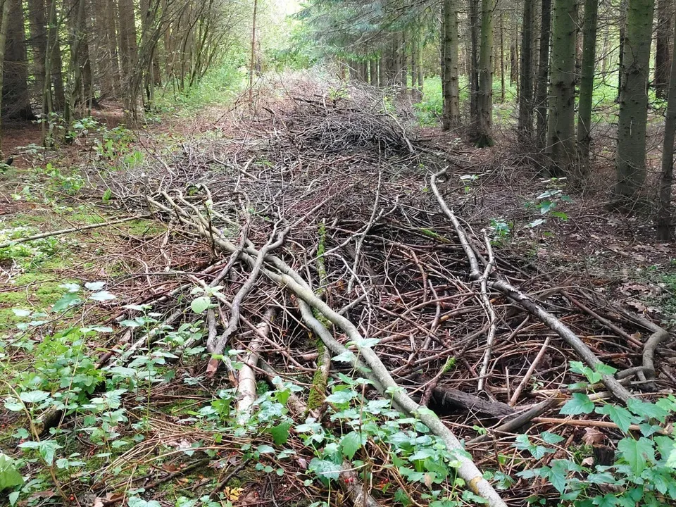 Фото: ГКУ МО «Мособллес»