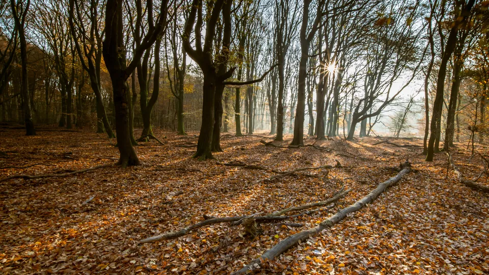 Фото: freepik.com