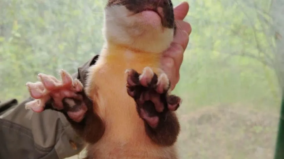 Фото: Центр воспроизводства редких видов животных