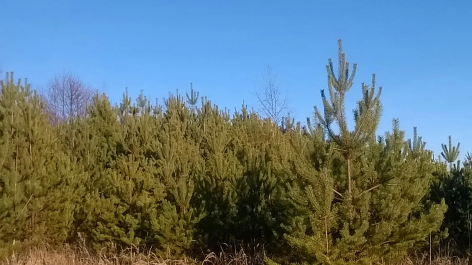 Фото: филиал «Русский лес» ГКУ МО «Мособллес»