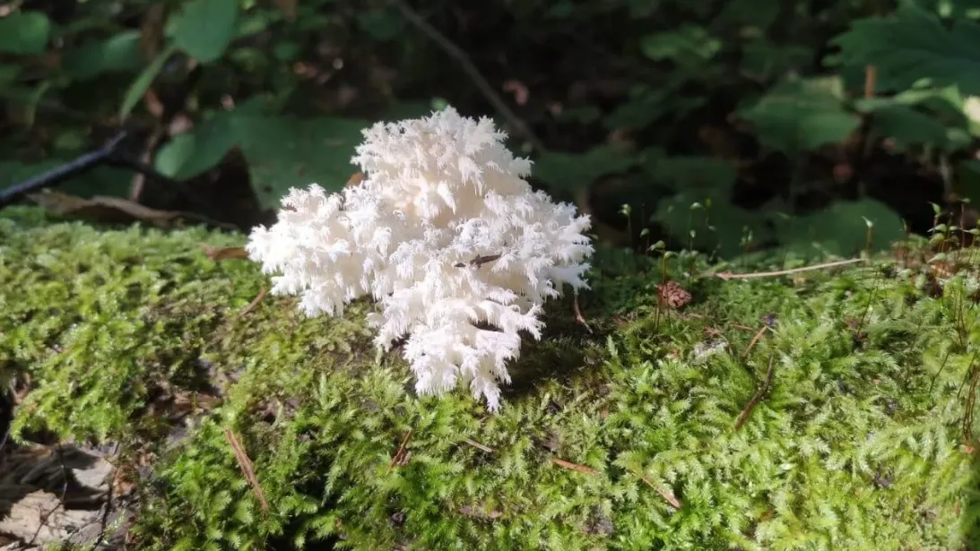 © пресс-служба Комитета лесного хозяйства Подмосковья.