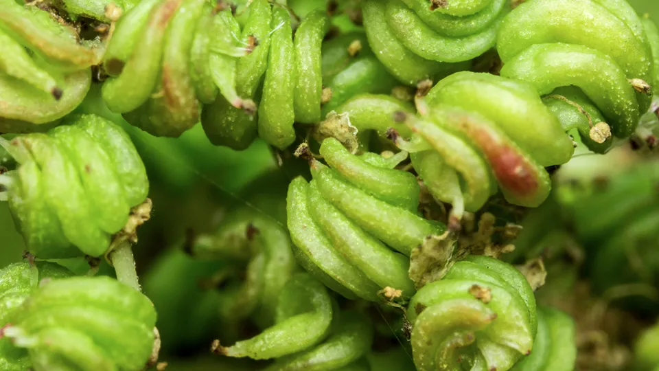 Фото: istockphoto.com/Almacron