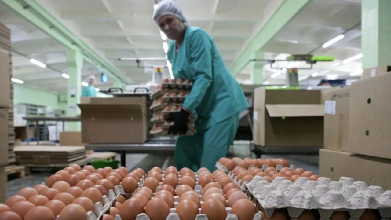 В ближайшие полгода яйца будут ввозить в Россию беспошлинно