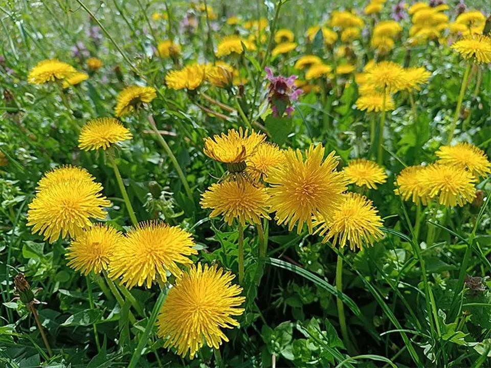 Фото: commons.wikimedia/Bigmanbaloo