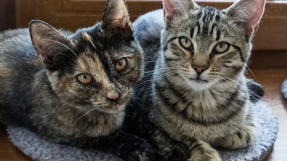 Фото: istockphoto.com/Murmakova