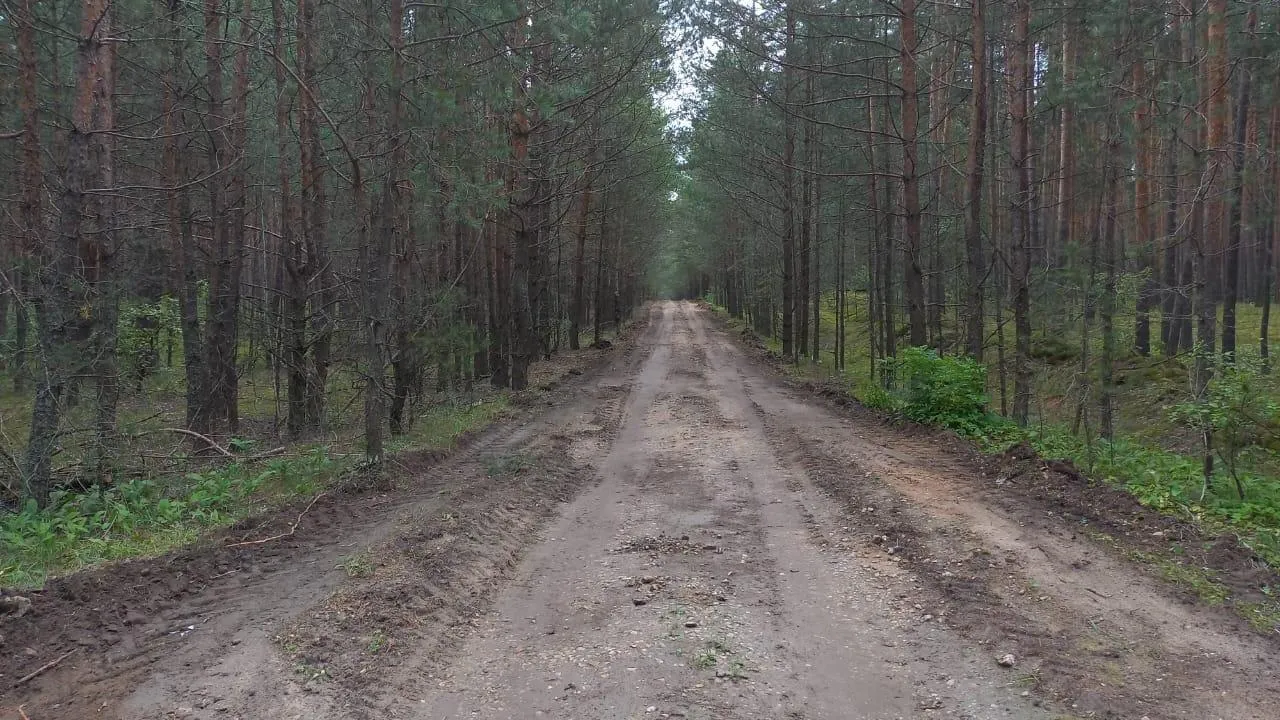 Более 200 километров лесных дорог привели в порядок в Подмосковье