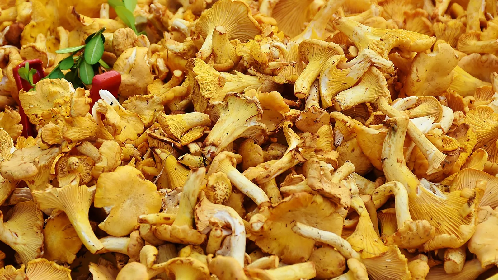 Фото: pxhere.com