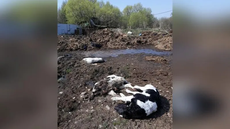 Инга Тарасова