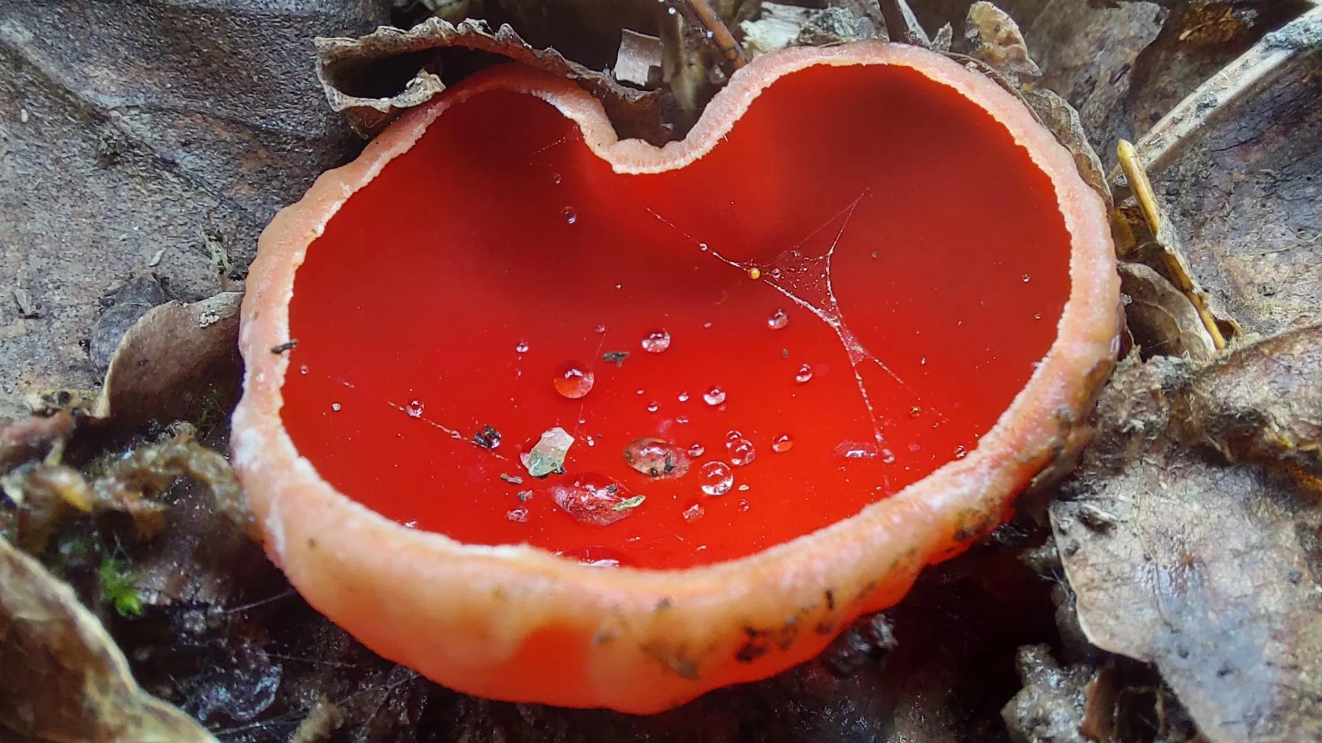 МедиаБанк Подмосковья/Анна Колесникова