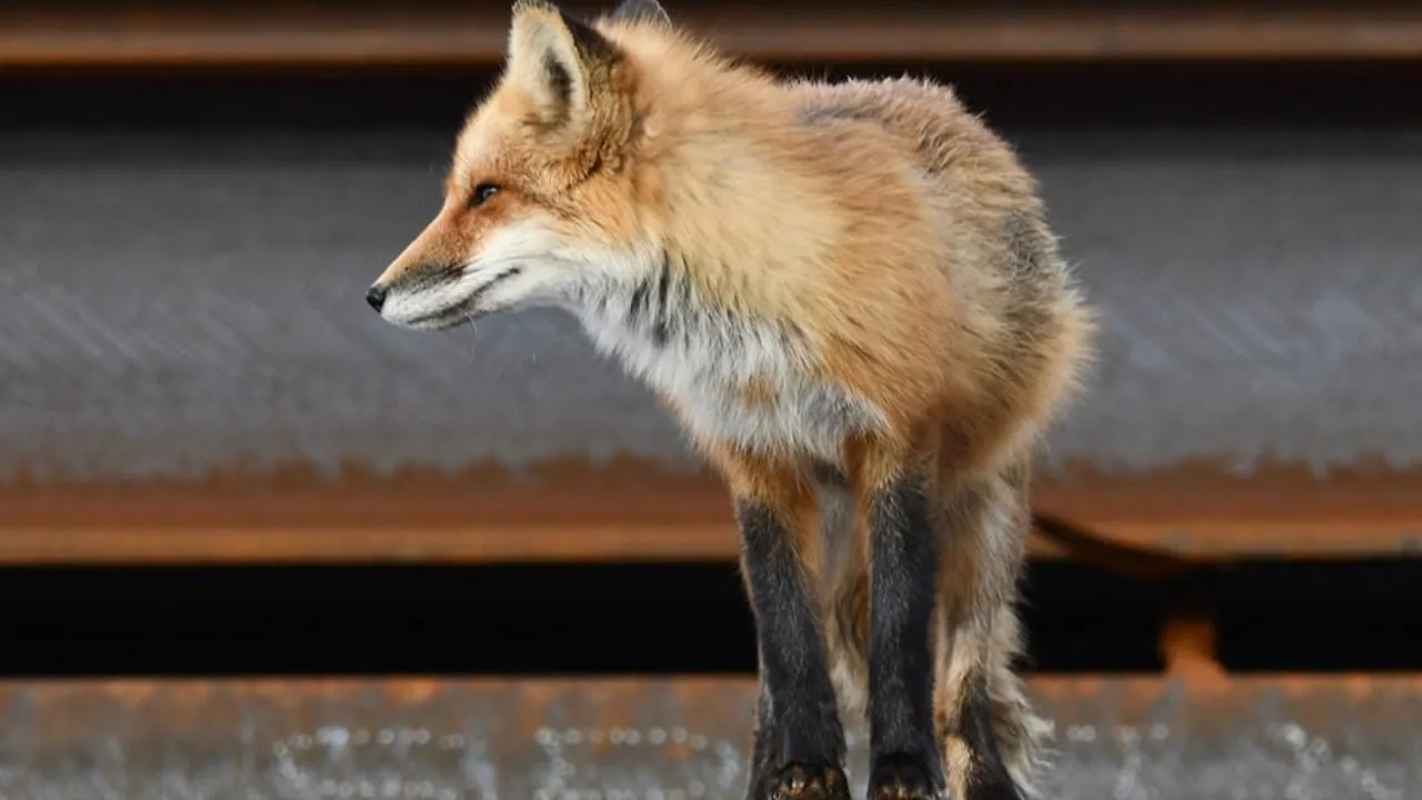 istockphoto.com/Carol Hamilton