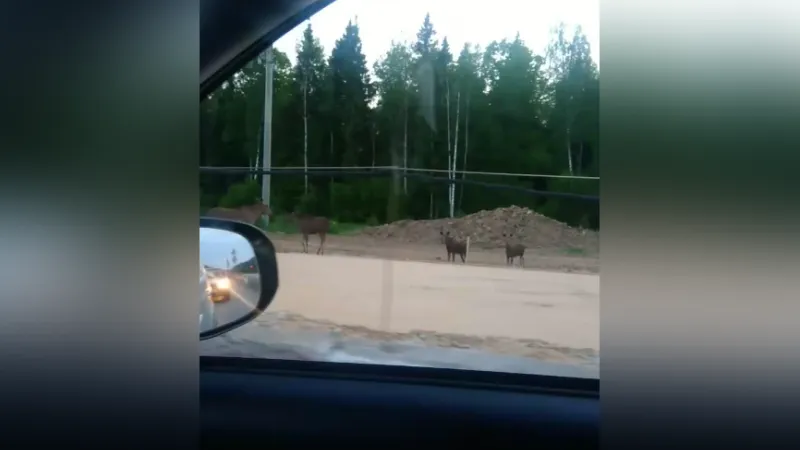 Семейство лосей вышло на шоссе под Звенигородом, чтобы понаблюдать за машинами