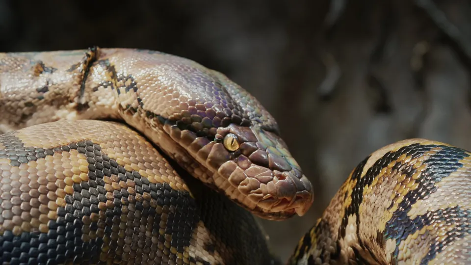 Фото: istockphoto.com/StockSeller_ukr